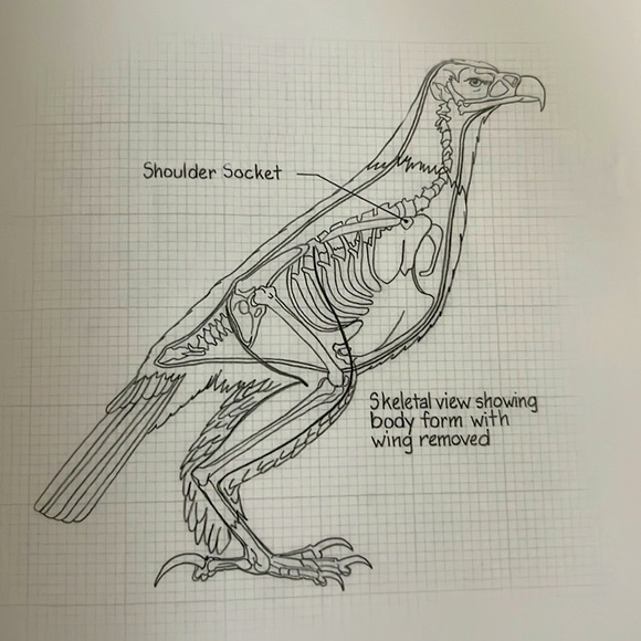 The Illustrated Bald Eagle by Denny Rogers Softcover Book EXC - Picture 6 of 16